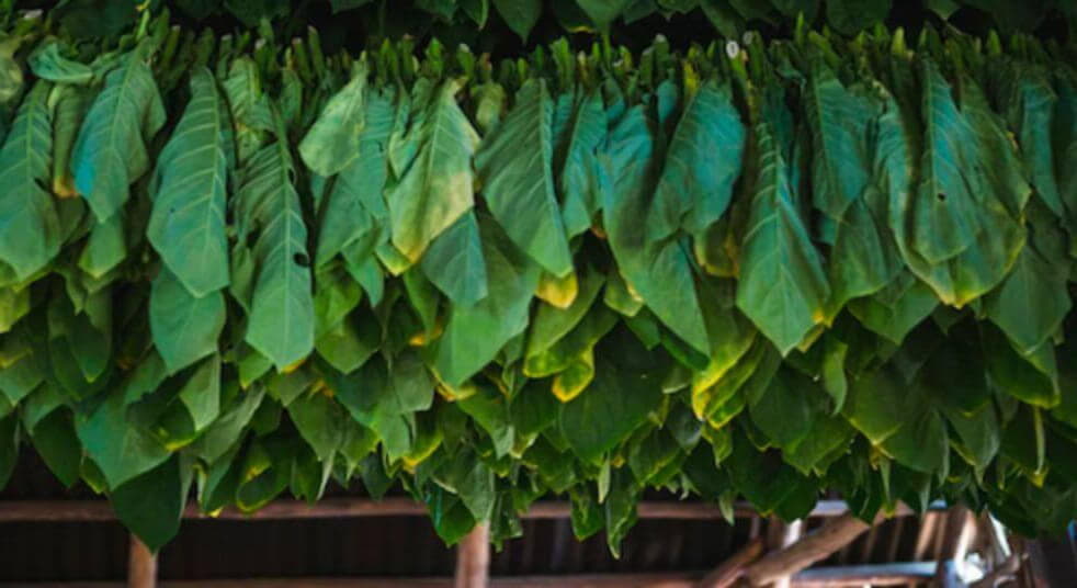 Сарай для вяления табака, заполненный свежими табачными листьями.