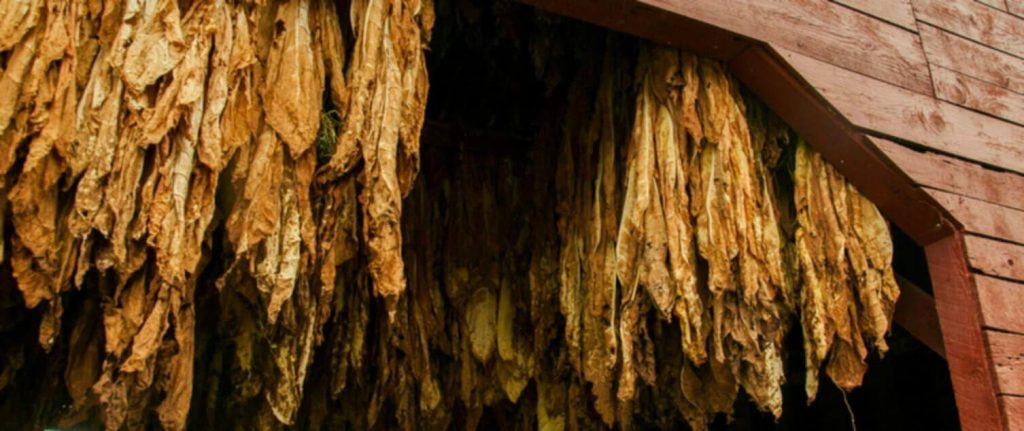Листья табака Берли в сушильном сарае